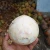 Import Super Quality Indonesia  Fresh Coconut For Industrial Manufacture from Indonesia