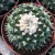 Import Thailand plant Wholesale Cactus seed Plants Nursery Household Decorate  7-9cm from China