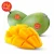 Import Top Quality Fresh Mango Delicious Sweet For The Best Price from Indonesia