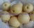 Import Top Quality with Best Price Chinese Fresh Sweet Ya Pear Fruit from China