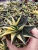 Import Various cactus and succulent plants real haworthia limifolia variegata garden wholesale from China