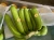 Import Vietnamese Grade A Cavendish Banana from Vietnam