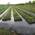 Import Weed Mat in Agricultural Plastic Products , Weed Control Cloth / Mat , Weed Barrier Mat from China