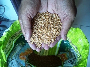 Wheat grain ,soft ,milling, durum, animal feed