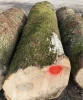 White Ash Sawn Logs, 60+ mm Diameter