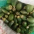 Import Whole Dried Youth Betel Nut Indonesia Origin from Indonesia