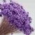Import Wholesale DIY natural flowers Little Star Flowers Preserved Foliage Decoration for Wedding Decoration from China