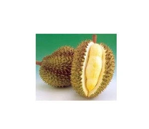 wholesale  Fresh Durian Fruit at factory price..