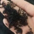 Import Wild Dried whole Black Ants from Changbai mountains for traditional medicine from China