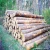 Import Wood Logs factory Wholesale eco-friendly Eucalyptus Round logs wood from Germany