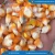 Import Yellow Corn/Yellow Maize/Yellow Corn for Poultry Farm from India