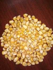 yellow maize animal feed
