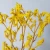 Import Natural Anigozanthos Floristic Decorative Flower Event Material Preserved Kangaroo Paws from China