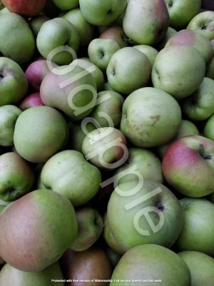 organic apples bio eco, no pesticides , low sugar for diabetics