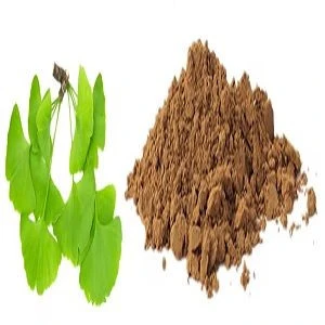 24% flavone, 6% terpene Ginkgo Biloba Extract