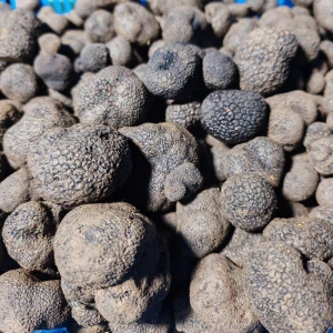 Fresh Shiitake truffles black truffle mushrooms