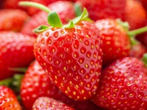 Premium Fresh Strawberries Wholesale Supplier Export Quality