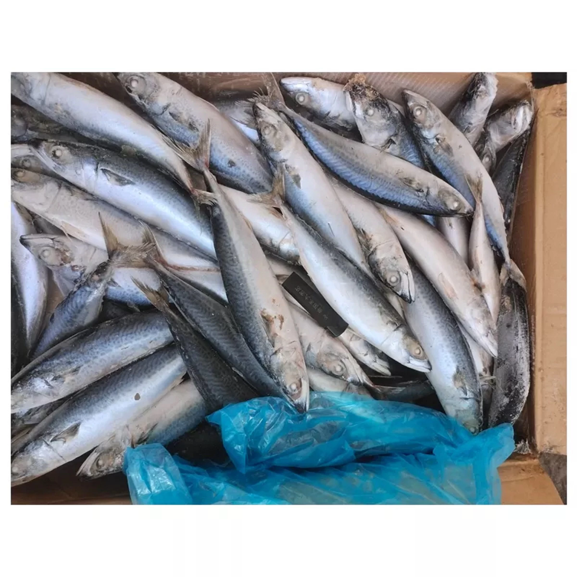 Mackerel Fish from DOX GMBH, Germany