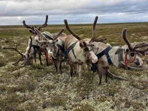 Reindeer antlers