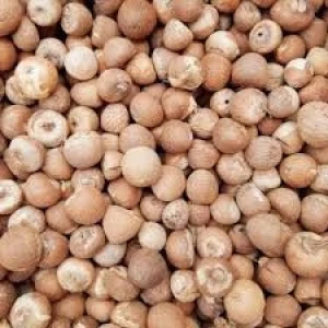Fresh Betel Nut Seeds for Traditional Chewing and Herbal Use
