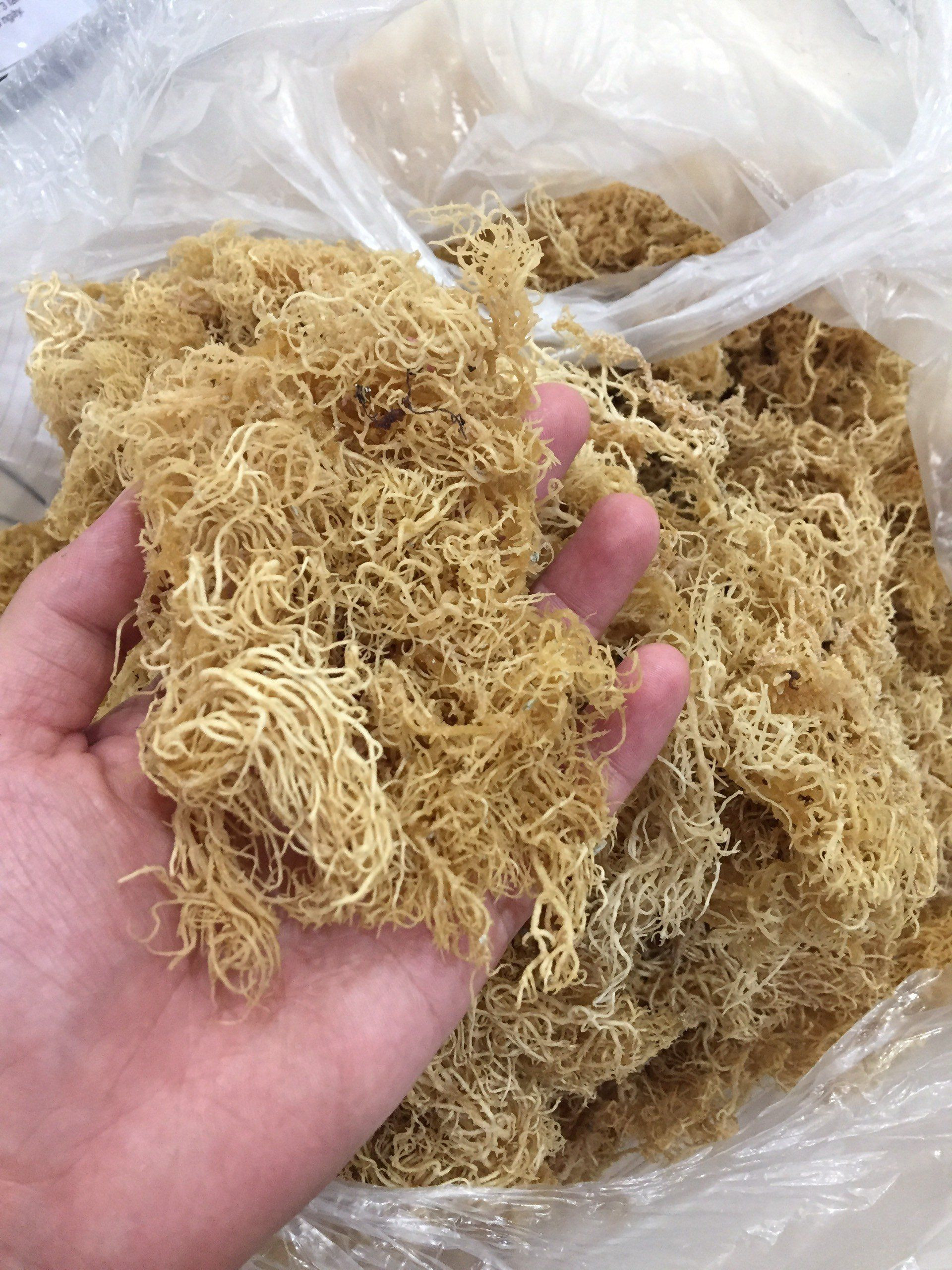 Buy Dried Eucheuma Cottonii Seaweed / Irish Moss / Seamoss From Vietnam ...