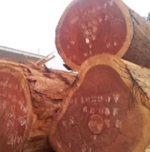 Sapele Round Logs Timber