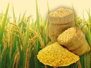 Rice, Peanut and other agri products and value added products