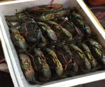 Live Mud Crabs, Blue Crabs, King Crabs /Live Seafood/ Frozen King Crab