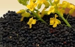 Oilseed Crop Rapeseed