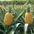 Top Quality Fresh Pineapples with the most competitive price
