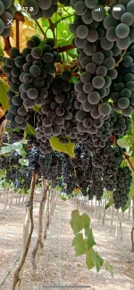 Grapes