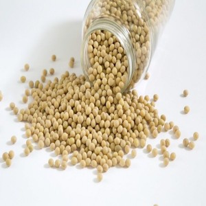 Best Quality Natural and Non- GMO Yellow Soybean Seeds / Soybean / Soya beans High Quality USA Origin