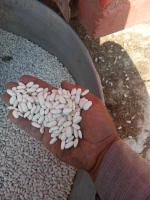 White beans