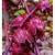 Import RED HIBISCUS ARTICHOKE FLOWERS TOP PRODUCT from Vietnam