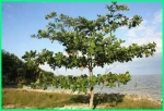 KETAPANG LEAVES