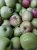 Import organic apples bio eco, no pesticides , low sugar for diabetics from Poland