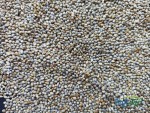 Green Millet