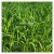Import Kohenoor Ryegrass Seed - Boost Forage Quality and Milk Production from Pakistan