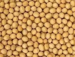 Non-GMO Soybeans