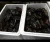 Import Live Mud Crabs, Blue Crabs, King Crabs /Live Seafood/ Frozen King Crab from South Africa