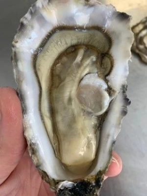 OYSTERS LIVE   FROM FRANCE