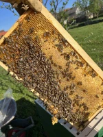 Honey