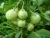 Import 100% Fresh Vegetable Brinjal / Eggplant / Aubergine.. from South Africa