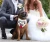 Import 2020 Amazon My Humans are Getting Married Pet Bandana White Dog Bandana Custom For Wedding from China