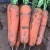 Import 2020 China Manufacturer Shaanxi New Crop Sweet Juicy Fresh Red Carrot from China