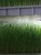Import 20GP container barley breeding rooms for planting green fodder from China