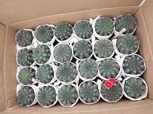 5-6cm mini  nursery Cactus Gymnocalycium baldianum with Flowers indoor growing cactus plants