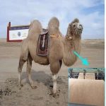 50% Real Camels Hair Wadding Polyester Fiber wadding for Garment Quilting