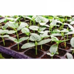 Agriculture HDPE Malla Raschel Net 50% 120gsm Monofilament Shade Cloth