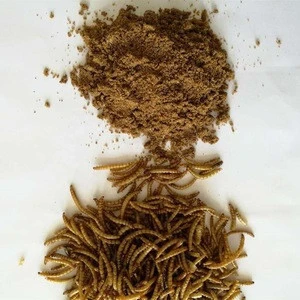 Animal feed dried mealworm powder